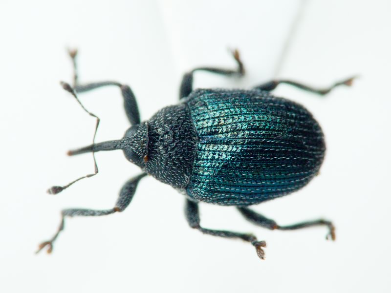 Ceutorhynchinae Gistel, 1848